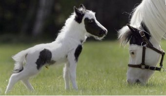 Fieracavalli 125, alla scoperta dei mini pony: la razza di cavallo più  piccola (e più antica) al mondo - la Repubblica