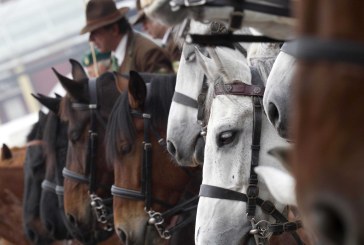 Fiera Cavalli Verona – Un percorso territoriale: dal cavallo alla cultura contadina