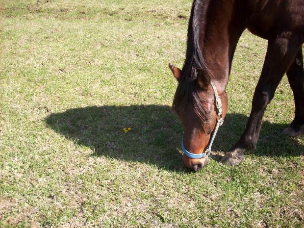 “Cavallo e cavaliere tra tecnica, cultura e scienza”